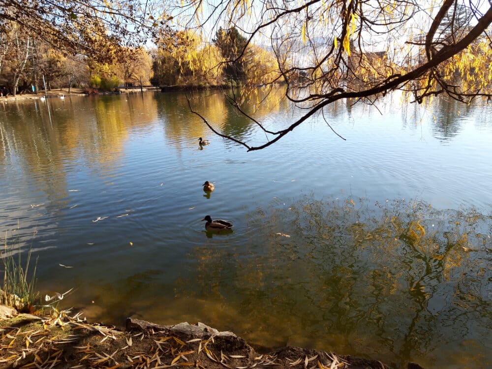 Patos del Llac de Puicerdà