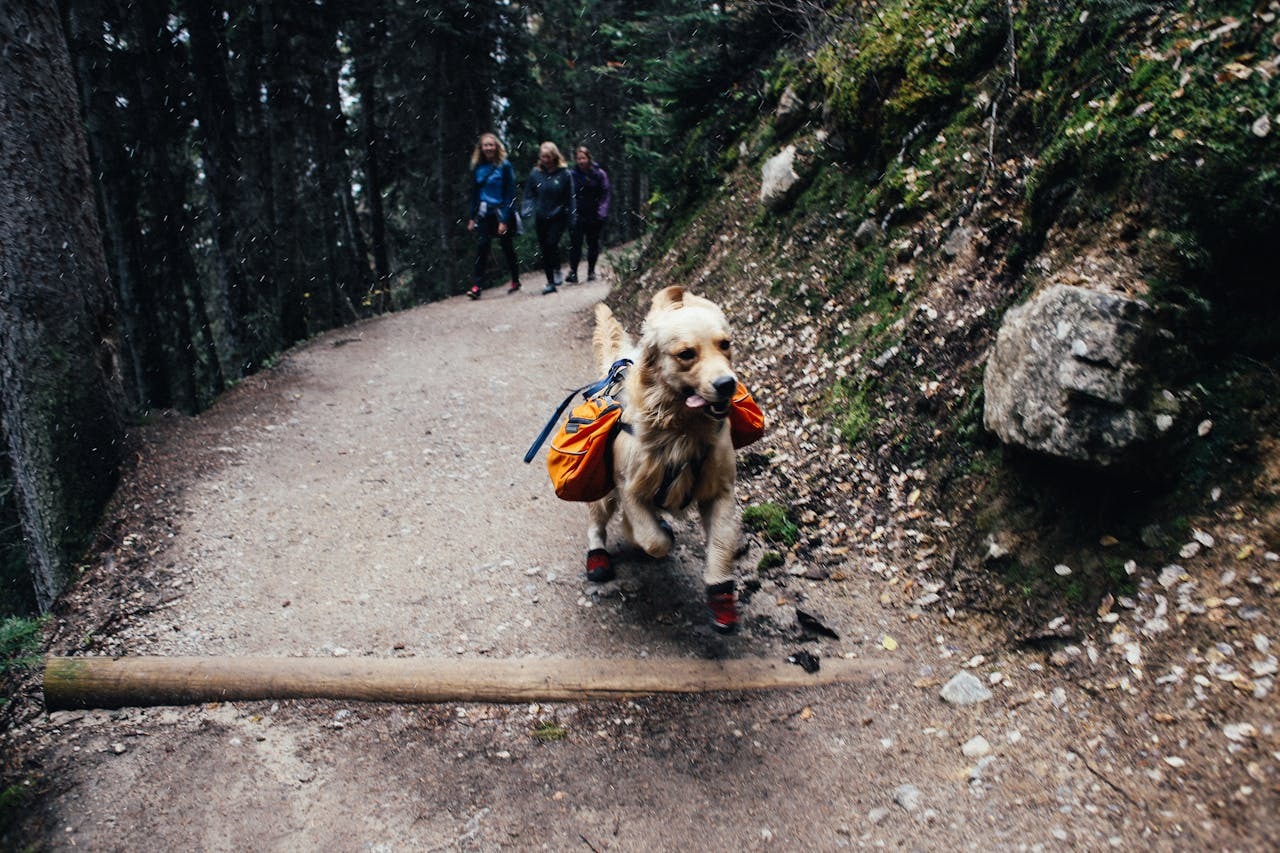 The Camino de Santiago with your dog companion