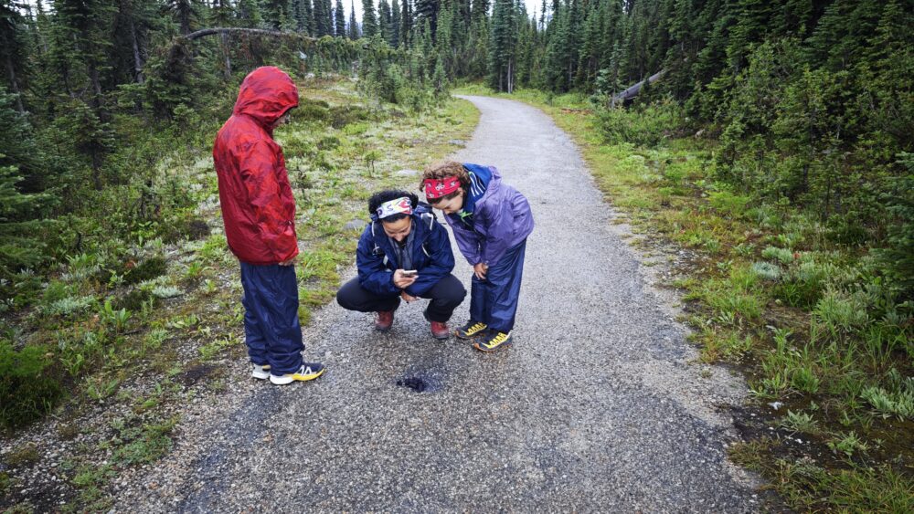 Observando y fotografiando una de las diversas cacas de oso con bayas que encontramos en el Parque Nacional de Revelstoke de Canadá