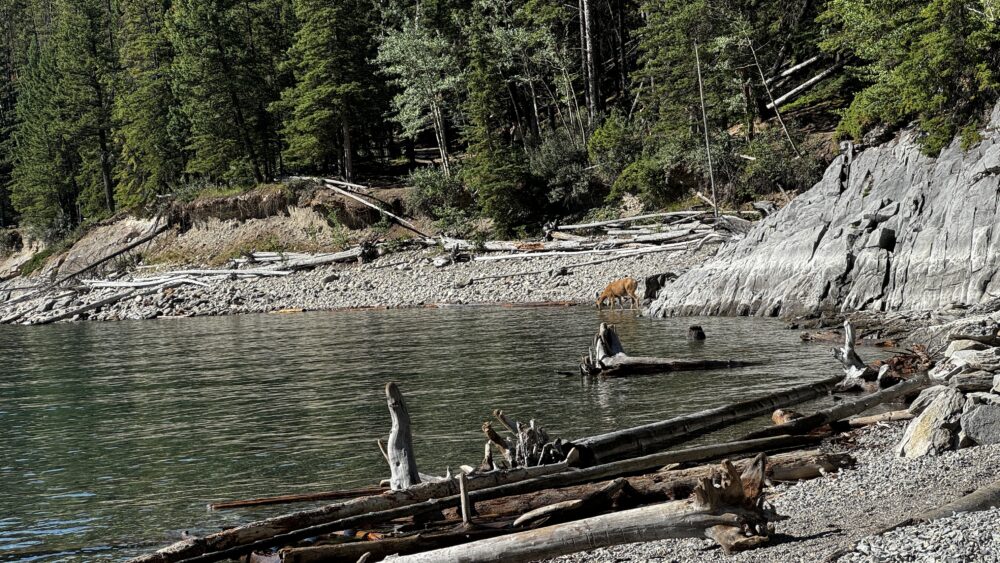 Ciervo bebiendo agua, en la playa del lado de la nuestra en el Lago Minnewanka, Parque Nacional de Banff, Canadá