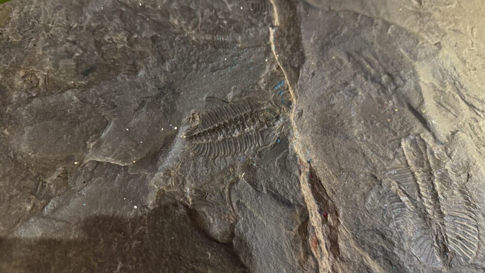 Burgess Shale, Fosil del Yoho National Park,