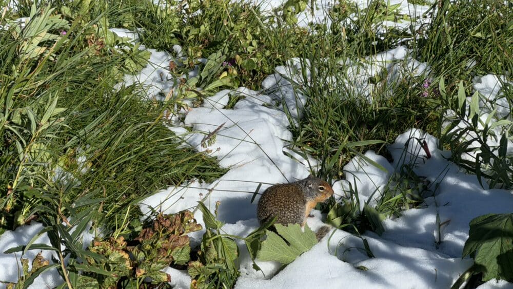 Ardilla de la pradera que encontramos en Logan Pass con nieve