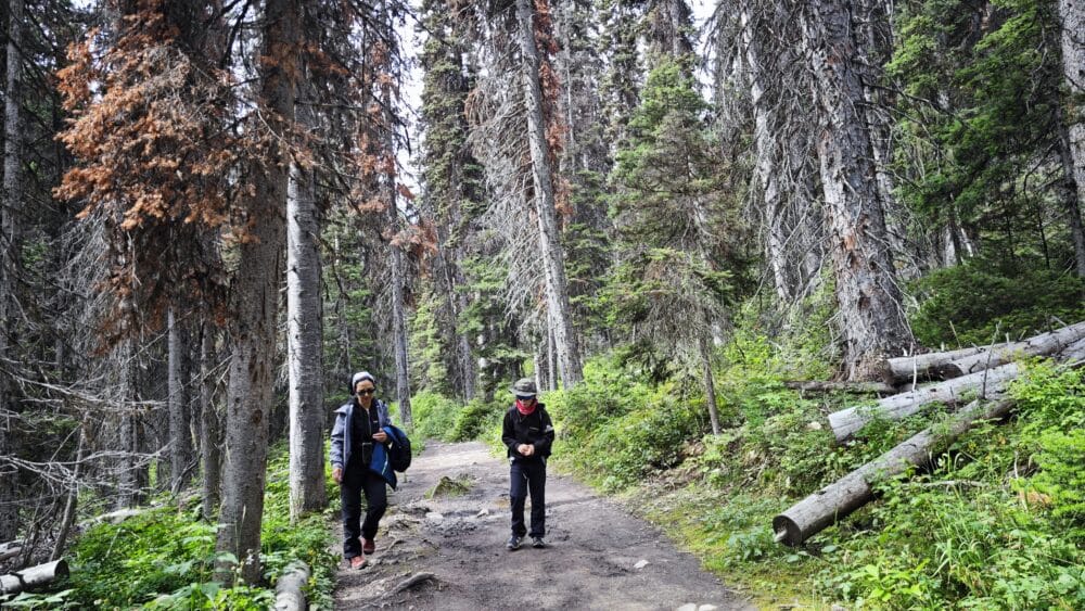 Caminando en el bosque, en uno de los hikkings que hicimos durante nuestra visita de Kootenay National Park de Canadá