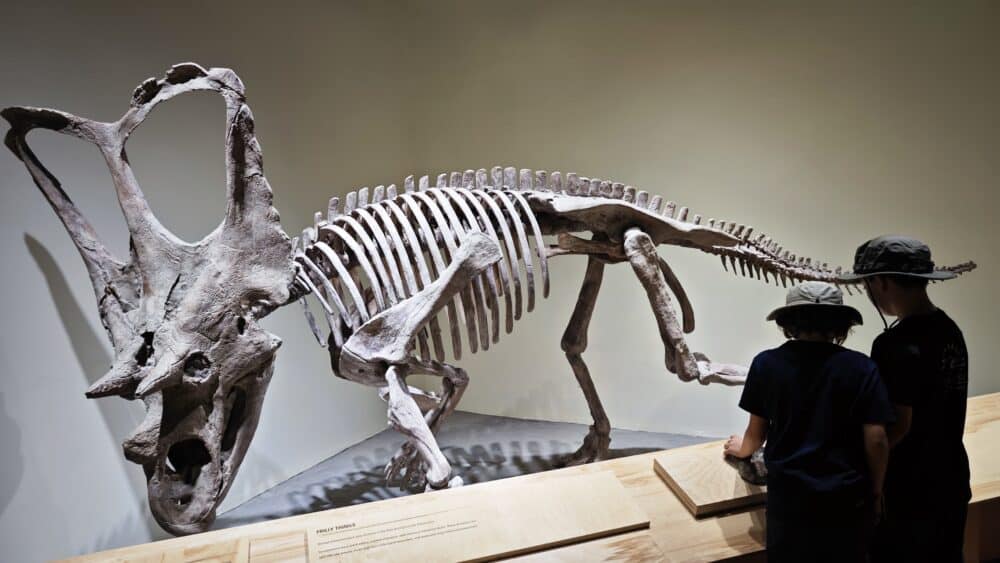 Dentro del museo de la estación de Tyrell del Visitor Center de Dinosaur Provincial Park, mis hijos delante de un primer esqueleto fósil de dinosaurio