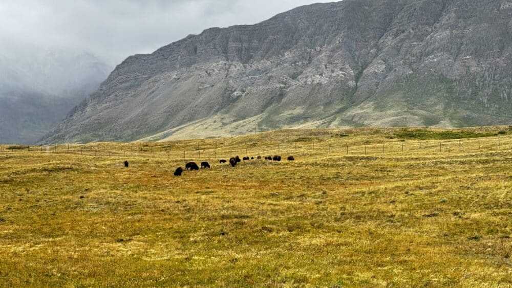 Bisontes que pudimos ver en el Bison Paddok de Waterton Lakes National Park