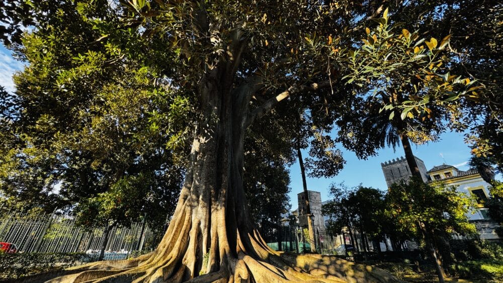 Ficus gigantesco en los Jardines de Murillo