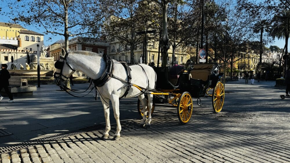 Carruaje de caballos, muy típico por los alrededores de la Catedral y la Puerta de Jerez de Sevilla