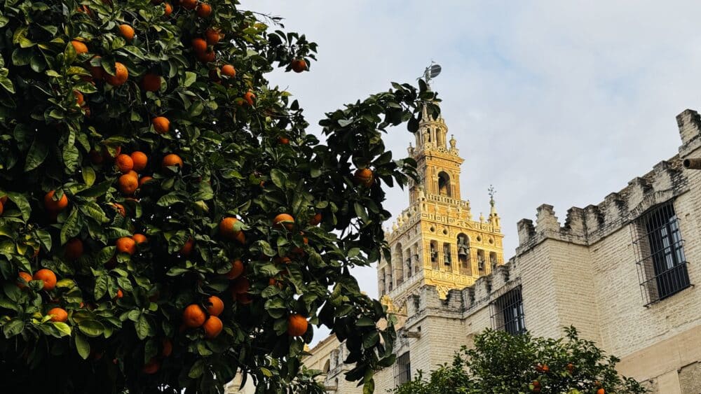 La torre de la Giralda con uno de los naranjos delante que tanto representan a Sevilla